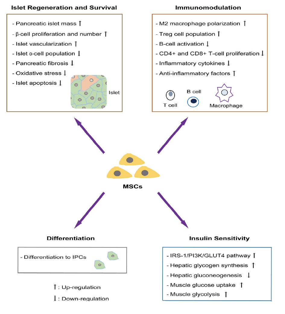 間充質干細胞在糖尿病治療中的作用分子機制 間充質干細胞在糖尿病治療中的作用分子機制