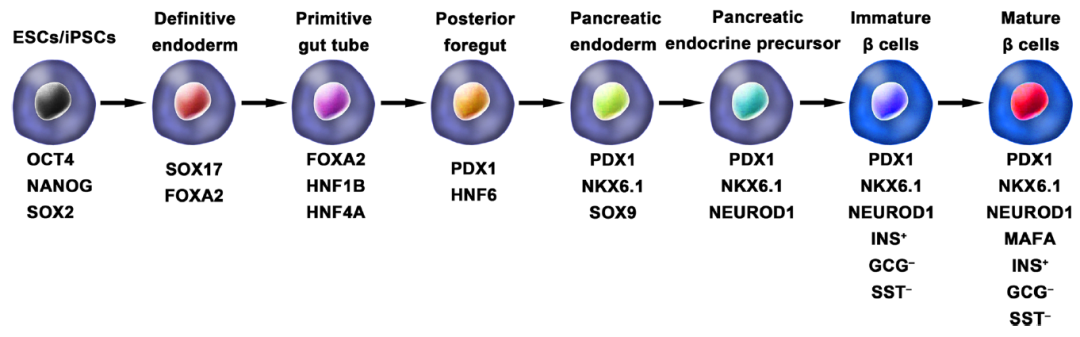 通過 hPSCs 產生胰島β細胞示意圖,圖中包含胰島β細胞所有關鍵發育階段的關鍵分子 通過 hPSCs 產生胰島β細胞示意圖,圖中包含胰島β細胞所有關鍵發育階段的關鍵分子