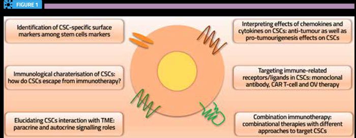靶向 CSCs 的前瞻性免疫治療方法 靶向 CSCs 的前瞻性免疫治療方法