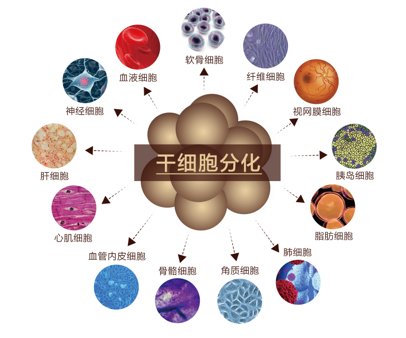 干細胞存儲--未來中國全家人的健康保障! 干細胞存儲--未來中國全家人的健康保障!