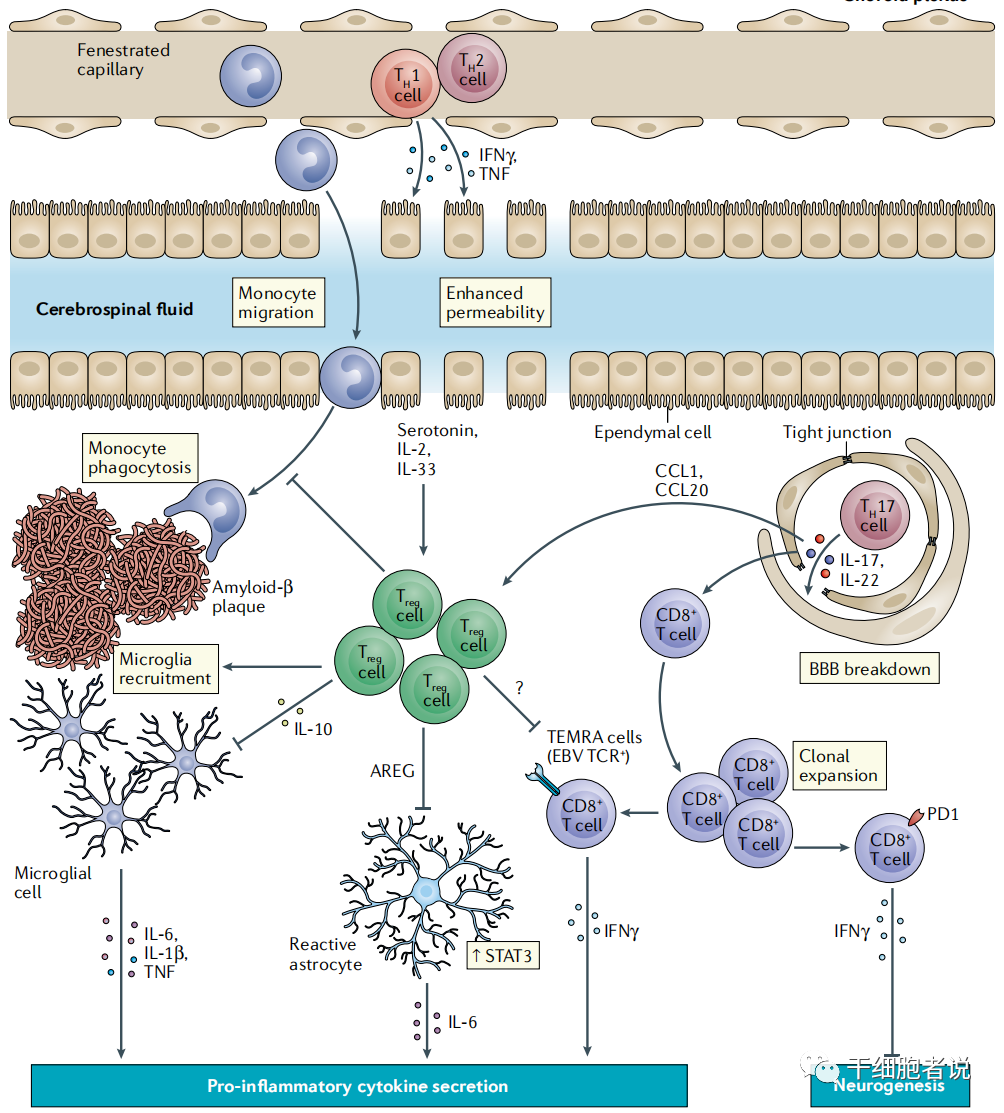 nature reviews immunology:t細胞在衰老中的角色 - vniverse惟力維斯